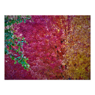 "Natural Vibrancy" Photo Print