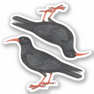 Naturalistic Red-Billed Choughs (fL) - Contour