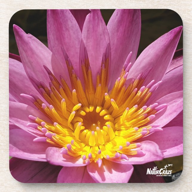 NaturCraze Pink Lotus Flower Hard plastic coaster (Front)