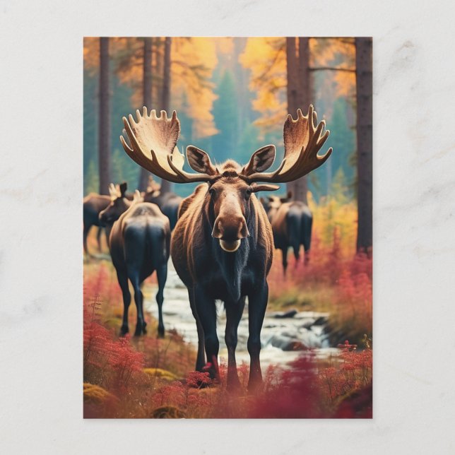 *~* Nature AP49 MOOSE Forest  PINES STREAM Postcard (Front)