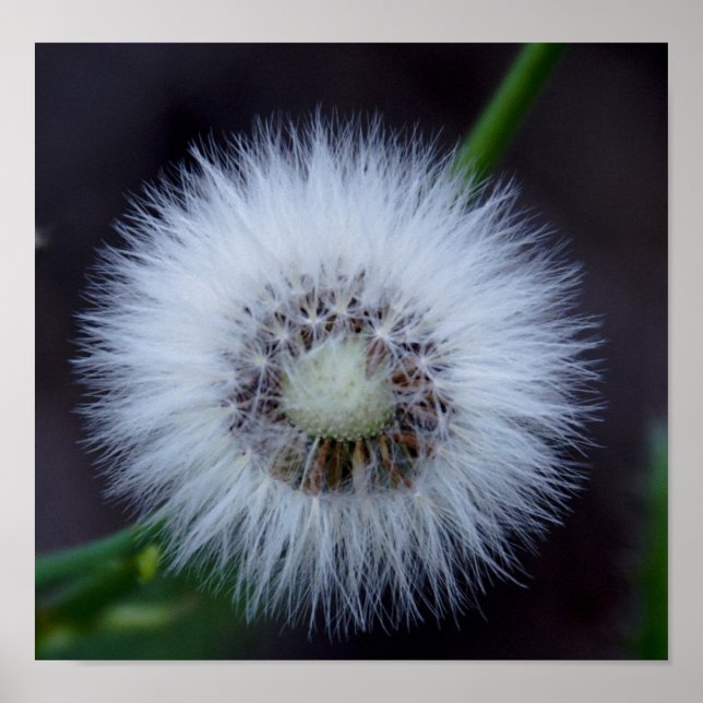 Nature&apos;s sun poster (Front)