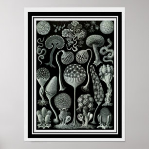 Nature Art "Mushroom Spores" Poster 12 x 16
