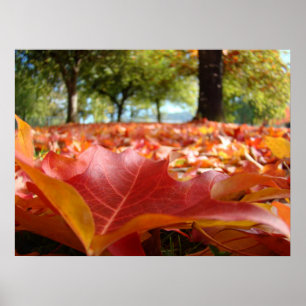 Nature art prints Photography Orange Autumn Leaves