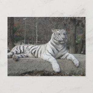 Nature Beautiful Bengal White Tiger Photography Postcard