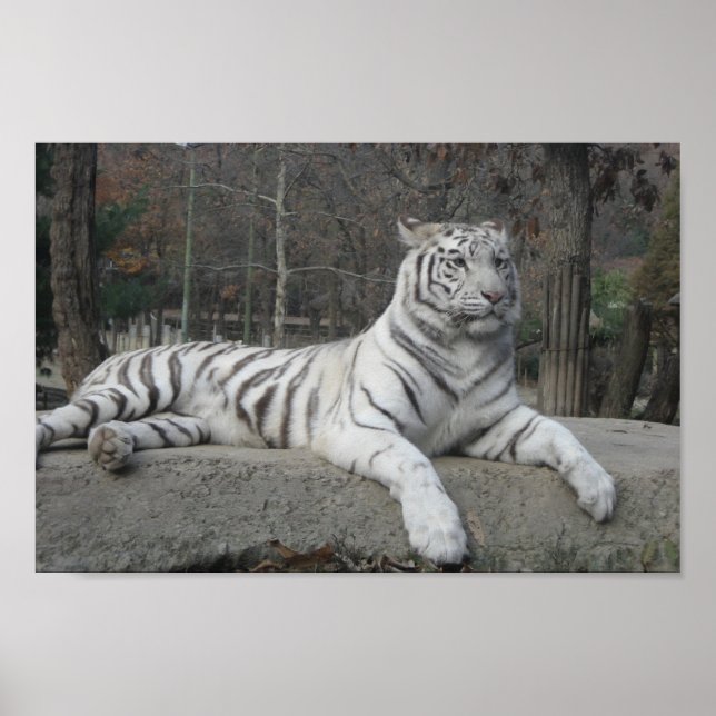 Nature Beautiful Bengal White Tiger Photography Poster (Front)