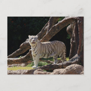 Nature Bengal White Tiger Photography Postcard