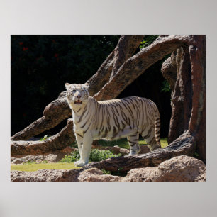 Nature Bengal White Tiger Photography Poster
