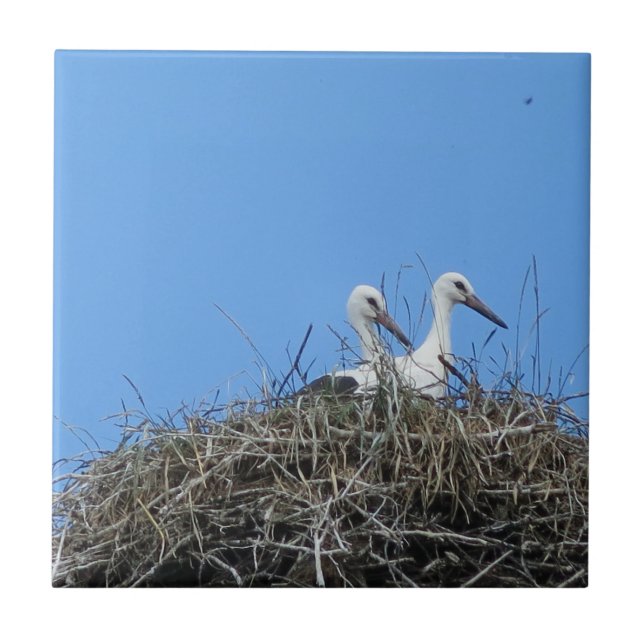 nature, bird, stork, nest, white, animal, sky, ceramic tile (Front)