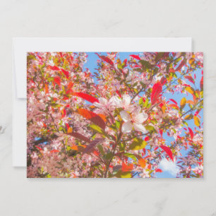  Nature blooms flowers light bloom sun  Invitation