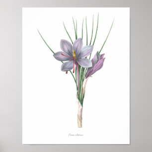 Nature,botanical print,flower art of Saffron Poster