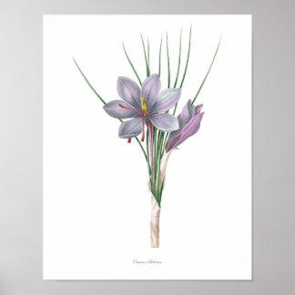 Nature,botanical print,flower art of Saffron Poster