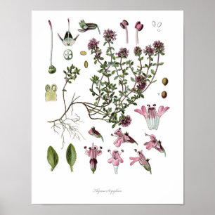 Nature,botanical print,flower art of Wild Thyme Poster