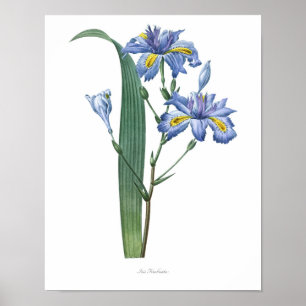 Nature,botanical print,flower art poster of Iris
