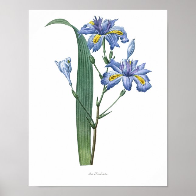 Nature,botanical print,flower art poster of Iris (Front)