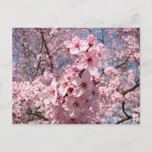 Nature Bright Pink Sunny Tree Blossoms postcards