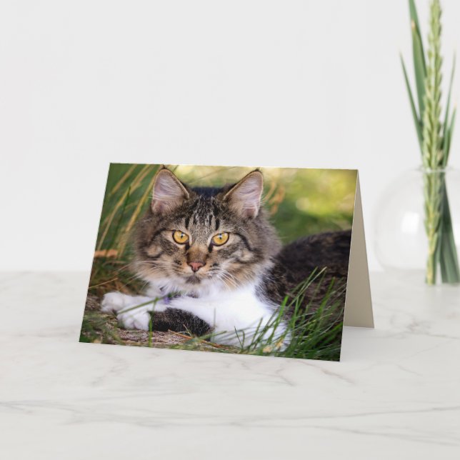 nature cat greeting card (Front)