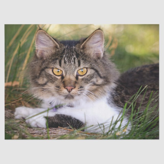 nature cat tissue paper (Front)