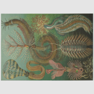 Nature Chaetpoda Ernst Haeckel  Decoupage Tissue Paper