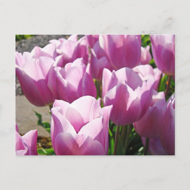 Nature Colourful Bright Purple Tulip Flowers Flora Postcard (Front)