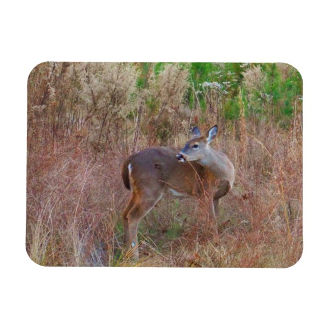 Nature Deer Doe wildlife Photo Lake Arrowhead Ga. Magnet (Horizontal)