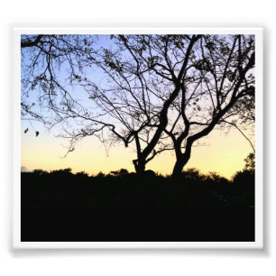 NATURE EVERGLADES PHOTO PRINT
