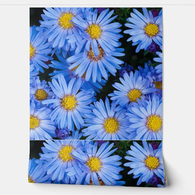 Nature  Floral  Bloom  Flowers  Petals  Botanical  Wallpaper (Unrolling)