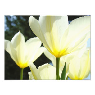 Nature Floral Photography Tulip Flowers art prints