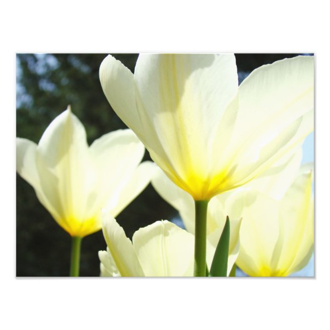 Nature Floral Photography Tulip Flowers art prints (Front)
