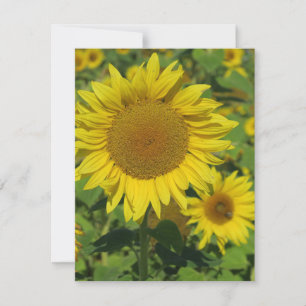 nature, flower, summer, sunflower, blossom, floral