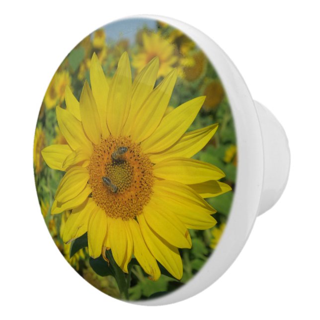 nature, flower, summer, sunflower, blossom, floral ceramic knob (Right)