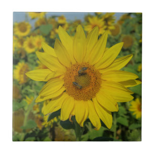 nature, flower, summer, sunflower, blossom, floral ceramic tile