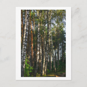 Nature Forest Birch Trees Green Landscape  Postcard