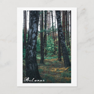Nature Forest Birch Trees Landscape Belarus Postca Postcard