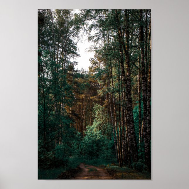 Nature Forest Birch Trees Landscape Belarus Poster (Front)