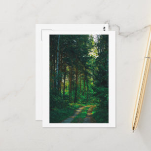 Nature Forest Birch Trees Landscape Road Postcard