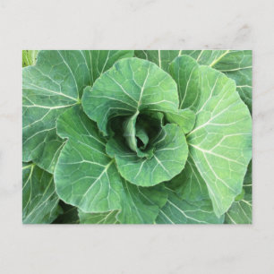 Nature Green cabbage Postcard