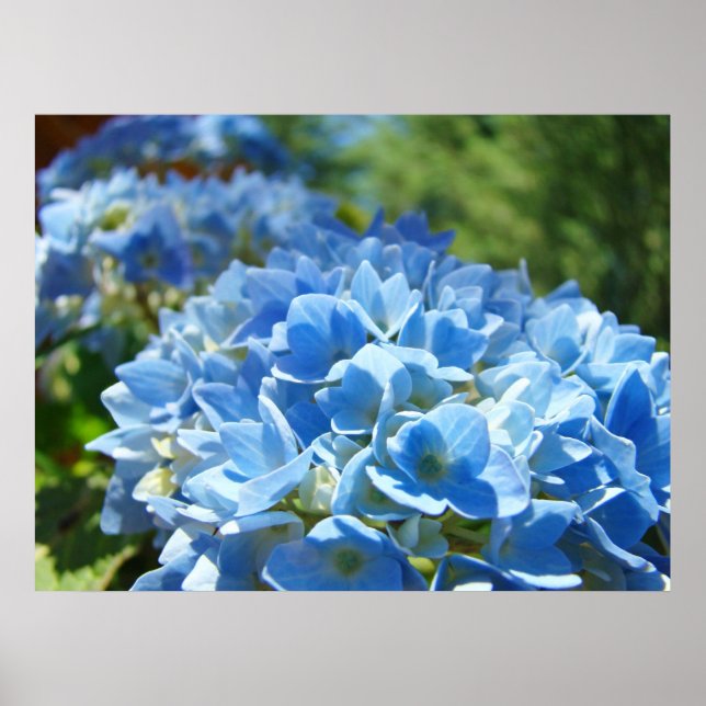 Nature Heals art prints Blue Hydrangea Flowers (Front)