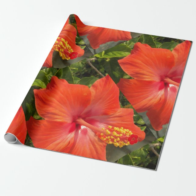nature, hibiscus, flower, summer, floral, tropical wrapping paper (Unrolled)