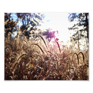 Nature in the Sun Photo Print
