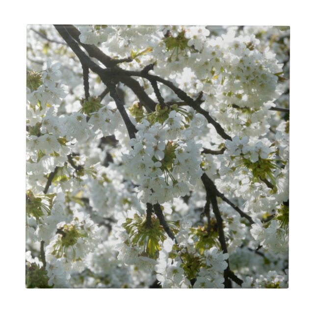 Nature Inspirations Cherry Blossoms Ceramic Tile (Front)