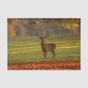Nature Inspirations Regal Buck Tissue Paper