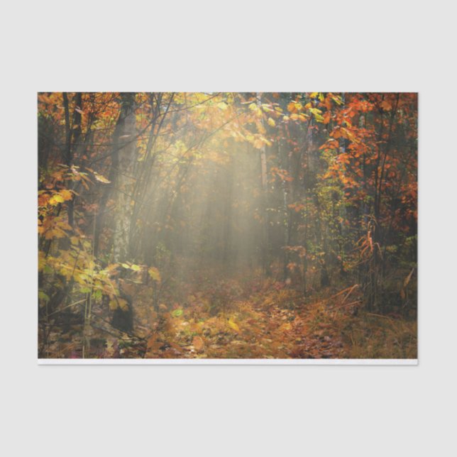 Nature Inspirations Sun Drenched Forest Tissue Paper (Front)