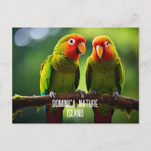 NATURE ISLAND OF DOMINICA PARROTS POSTCARD
