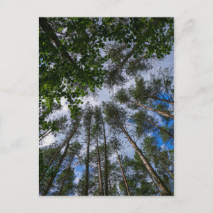 Nature Landscape Look Up Forest Belarus Postcard