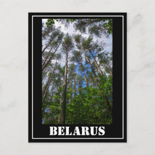 Nature Landscape Look Up Forest Belarus Postcard