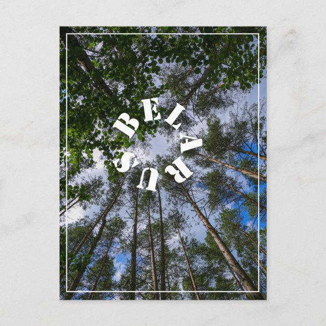 Nature Landscape Look Up Forest Belarus Postcard (Front)