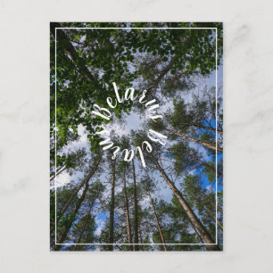 Nature Landscape Look Up Forest Belarus Postcard