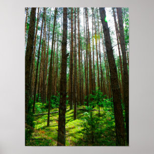 Nature Landscape Look Up Forest Belarus Poster