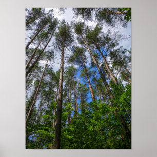 Nature Landscape Look Up Forest Belarus Poster