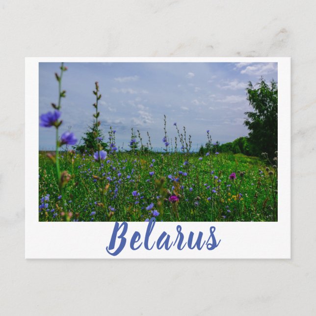 Nature Landscape Rural Scenery Field Belarus Postcard (Front)